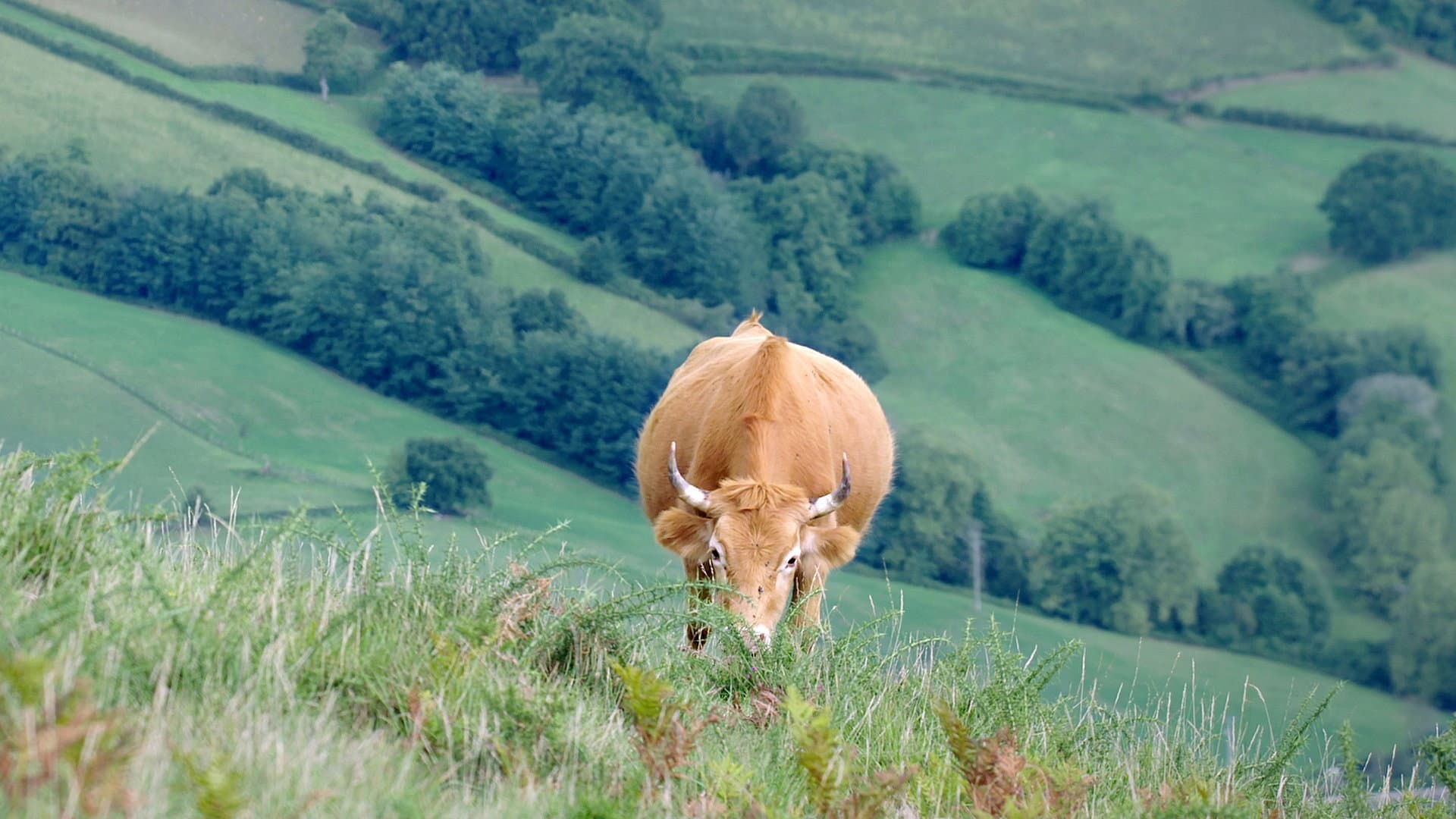 Moo! The Epic Horns